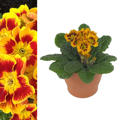 Primula elatior 'Castillian' - Winter Flowering - Arrives in 13cm Pot