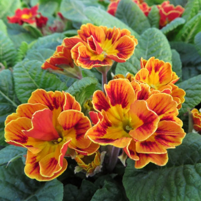 Primula elatior 'Castillian' - Winter Flowering - Arrives in 13cm Pot - 3