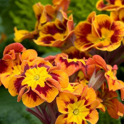 Primula elatior 'Castillian' - Winter Flowering - Arrives in 13cm Pot - 4