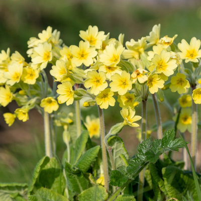 Primula elatior 'Oxlip' - 2x Plants and 2x Pots & Compost - Marginal ...