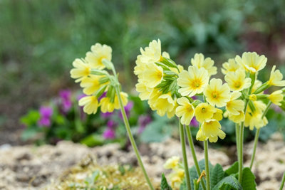 Primula elatior 'Oxlip' - 2x Plants and 2x Pots & Compost - Marginal ...