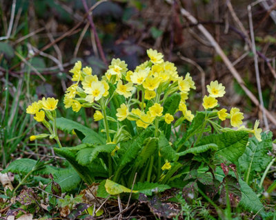 Primula elatior 'Oxlip' - 2x Plants and 2x Pots & Compost - Marginal ...