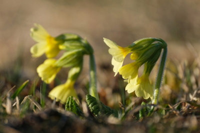 Primula elatior 'Oxlip' - 2x Plants and 2x Pots & Compost - Marginal ...