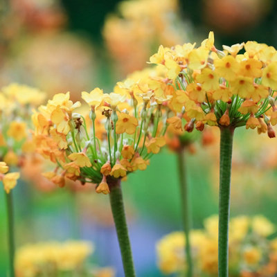 Primula florindae 'Giant Himalayan Cowslip' - 1Ltr Bareroot - Marginal ...