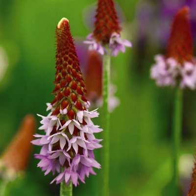 Primula Vialii 1 Jumbo Plug Plant