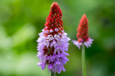 Primula vialii 'Candelabra Primrose' - 2x Plants and 2x Pots & Compost ...