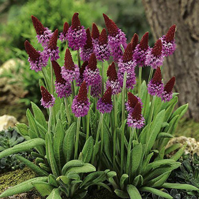 Primula vialii (Red Hot Poker)in a 9cm Pot (Pack of 3)