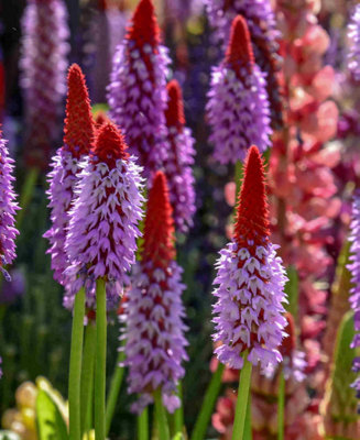 Primula vialii - Unique striking addition 10 x Young Plants