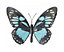 Primus Large Metal Butterfly Cyan 35 x 25cm