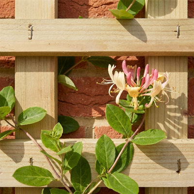 Privacy Square Concave Top Trellis Panels 4 Pack 6ft x 5ft Square ...