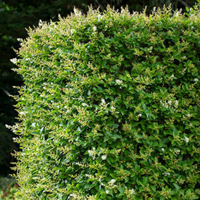 Privet Hedging Ligustrum ovalifolium Set of 10 Bare Root Hedges 60-90cm tall