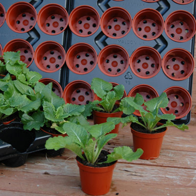 Professional Shuttle Trays for Growing On Plants (Pack of 5)