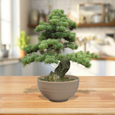 Pronto Seed Bonsai Grow Your Own Bonsai Kit - Pine Tree Starter Set in  Plastic Pot
