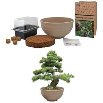 dracaena deremensis Dracaena 'Warnecki' staggered cane 10