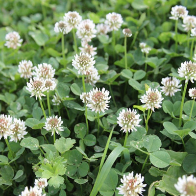 Pronto Seed Clover Seed for Lawn UK - White Clover 500g - 50m2 Coverage