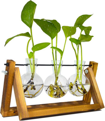 baby birds nest fern Wavy Bird Nest Fern Baby