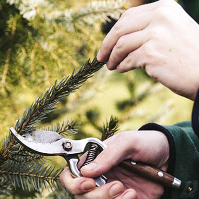 Using a pair of secateurs to prune the end of a deciduous tree branch.