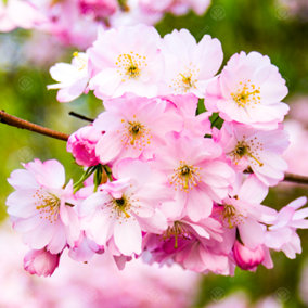 Prunus Accolade Tree - Rose-Pink Flowers, Hardy, Ornamental (5-6ft)