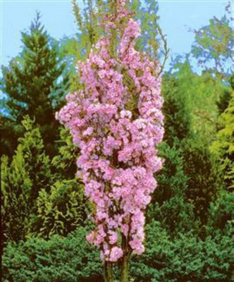 PINK SKY TREE *•.❤︎　サンナチュラルズセット prunus-amanogawa-dwarf-patio-