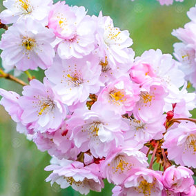 Prunus Autumnalis Rosea Tree - Semi-Double Pale Pink Flowers, Hardy, Ornamental (5-6ft)
