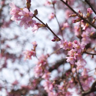 Prunus Autumnalis Rosea Tree - Semi-Double Pale Pink Flowers, Hardy ...