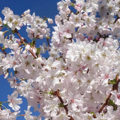 Prunus Brilliant Plant - Alpine Cherry Bush - 9cm Pot - Flowering Cherry Tree