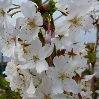 Prunus Brilliant Plant - Alpine Cherry Bush - 9cm Pot - Flowering Cherry Tree