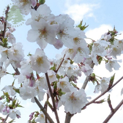 Prunus Brilliant Plant - Alpine Cherry Bush - 9cm Pot - Flowering Cherry Tree - 3