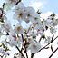 Prunus Brilliant Plant - Alpine Cherry Bush - 9cm Pot - Flowering Cherry Tree