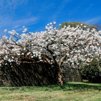 Prunus Brilliant Plant - Alpine Cherry Bush - 9cm Pot - Flowering Cherry Tree - 4
