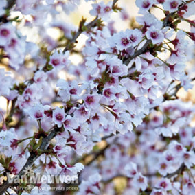 Prunus Incisa Kojo-No-Mai 3.6 Litre Potted Plant x 1