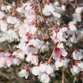 Prunus incisa Kojo-no-mai - Fuji Cherry Plant in 9cm Pot - Spring/Autumn Colour