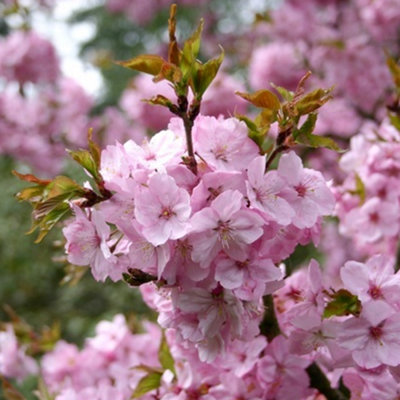 Prunus Jacqueline Tree - Stunning Autumn Foliage, Pink Flowers, Low ...