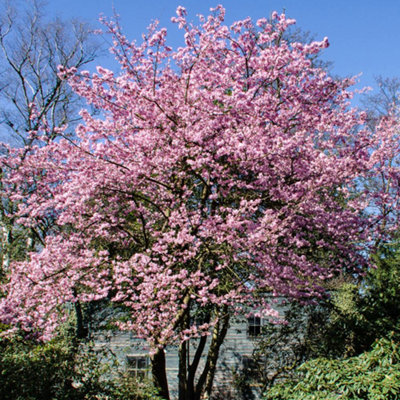 Prunus Jacqueline Tree - Stunning Autumn Foliage, Pink Flowers, Low ...
