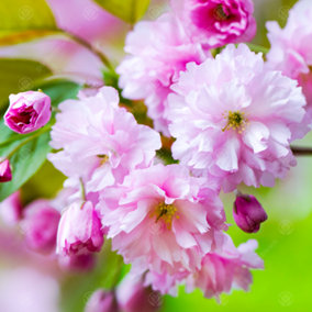 Prunus Kanzan Tree - Double Pink Spring Flowers, Low Maintenance, Hardy (5-6ft)