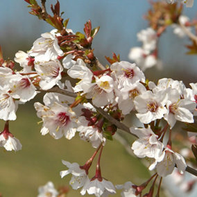 Prunus Kojo-no-mai Cherry Blossom Shrub - Elegant Pale-Pink Flowers, Compact Size (15-30cm Height Including Pot)