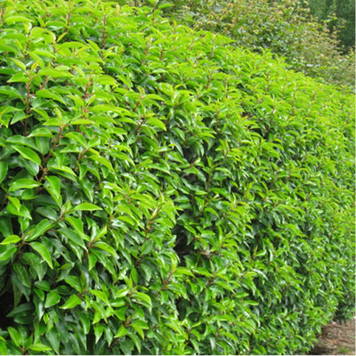 Prunus Lusitanica - Evergreen Hedging Plant, Portuguese Laurel, Hardy (20-40cm, 75 Plants)