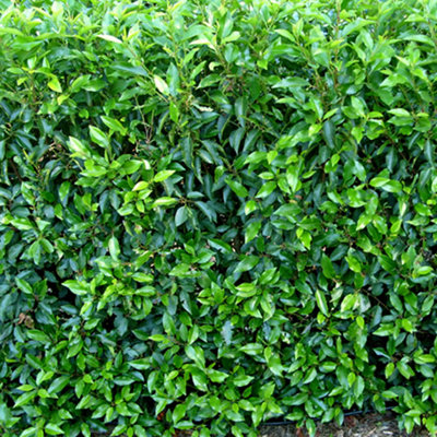 Prunus Lusitanica - Evergreen Hedging Plant, Portuguese Laurel, Hardy (20-40cm Height Including Pot, 1 Plant)