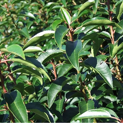 Prunus Lusitanica - Evergreen Hedging Plant, Portuguese Laurel, Hardy (20-40cm Height Including Pot, 100 Plants)