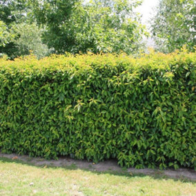 Prunus Lusitanica Garden Plant - Compact Size, Evergreen Foliage (20-40cm, 100 Plants)
