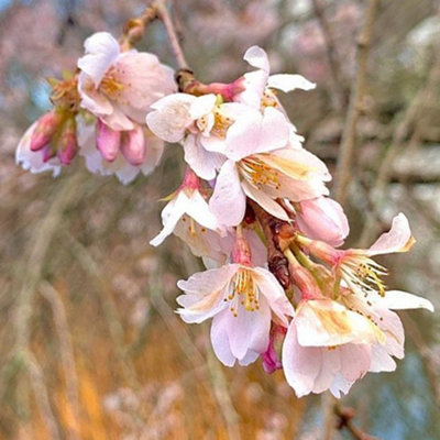 Prunus Marie Mallet Tree - Pinkish-White Flowers, Compact, Hardy and ...