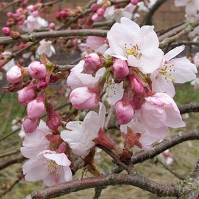 Prunus Marie Mallet Tree - Pinkish-White Flowers, Compact, Hardy and ...