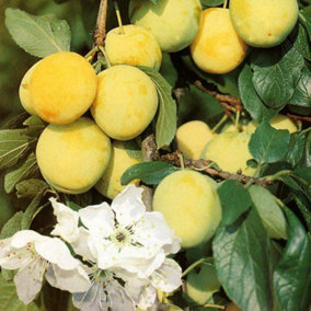 Prunus Oullins Golden Gage Plum Fruit Tree 5-6ft Supplied in a 7 Litre Pot