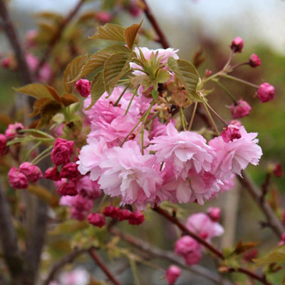 Prunus Pink Perfection Tree - Double Pink Flowers, Ornamental, Hardy (5 ...