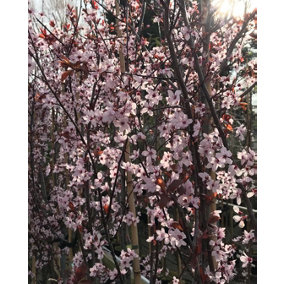 Prunus Pissardi Nigra Purple Leaf Flowering Tree Extra Large 7-8ft Supplied in a 7.5 Litre Pot