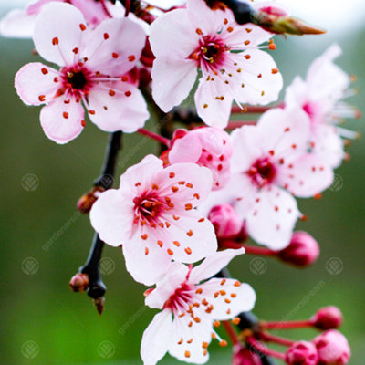 Prunus Pissardii Nigra Tree - Stunning Foliage Colour, Pink-White Spring Flowers (5-6ft)
