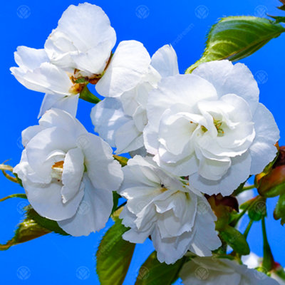 Prunus Plena Tree - Double White Flowers, Ornamental, Low Maintenance (5-6ft)