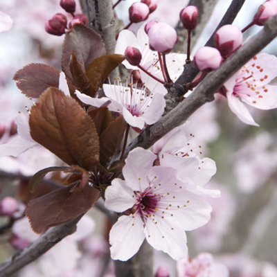 Prunus Princess Tree - Pink Flowers, Ornamental, Hardy, Low Maintenance ...