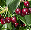 Prunus Regina Cherry Dwarf Patio Fruit Tree 3-4ft Supplied in a 5 Litre Pot