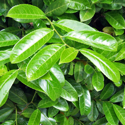 Prunus Rotundifolia 'Cherry Laurel' Bare Root Hedge Hedging Tree Plants ...